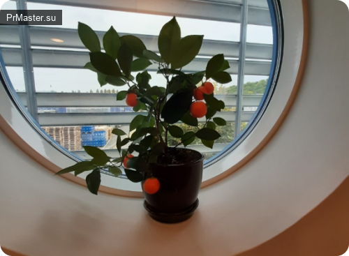 Комнатные растения: Зелёная гармония в современном доме